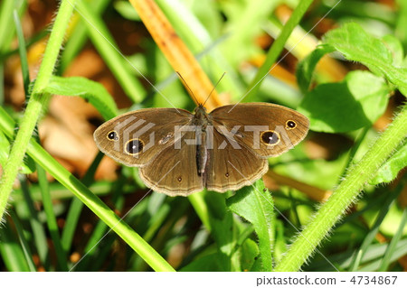 Kojonome的翼 4734867