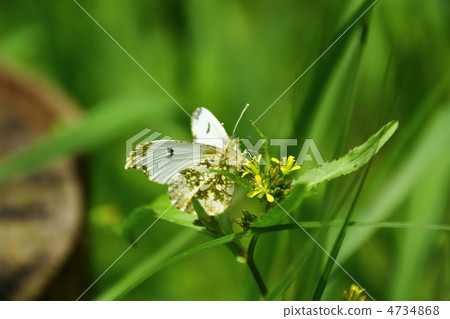 Anthocharis薊♀ Anthocharis薊♀ 4734868