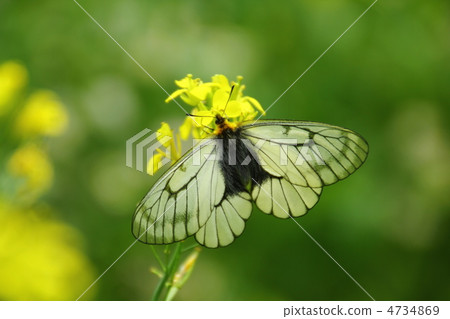 烏蘇巴族 4734869