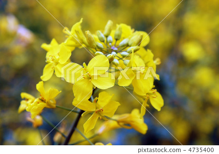 強姦開花 4735400