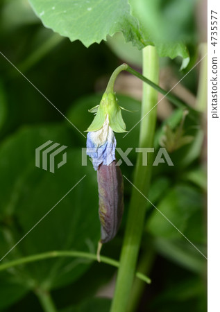 Tutankhamun peas 4735577