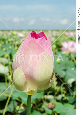 開花在柬埔寨蓮花的花園裡的芽 4735722