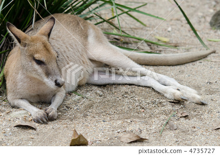 說謊的紅色袋鼠的孩子 4735727