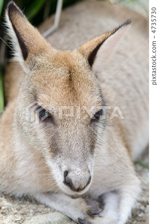 孩子們紅色袋鼠 4735730