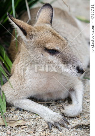 Children face-to-face for red kangaroos Children face-to-face for red kangaroos 4735731