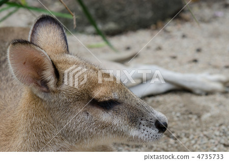 Kid kangaroo child sideways up Kid kangaroo child sideways up 4735733