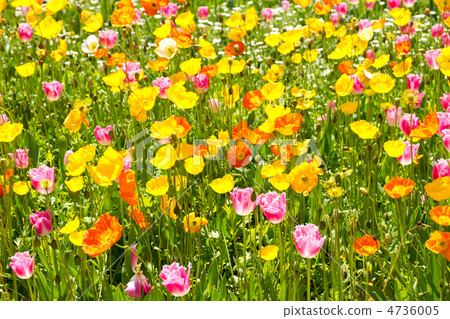 Tulips and Poppies Tulips and Poppies 4736005