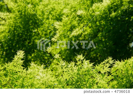 五月Irohamomidge·Mapleaceae 186新鮮綠色 4736018