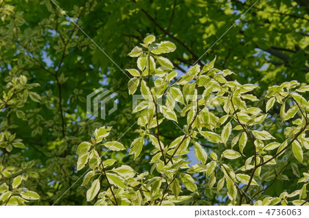May Cornus·Argentheo Marginata·家庭部06新綠 4736063