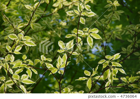 May Cornus·Argentheo Marginata·家庭部05新綠 May Cornus·Argentheo Marginata·家庭部05新綠 4736064