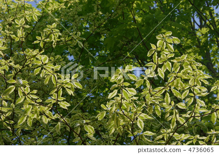May Cornus·Argentheo Marginata·家庭部04新綠 4736065
