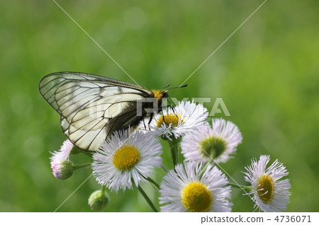 烏蘇巴族 4736071