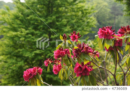 May Rhododendron azaleae 22 4736089