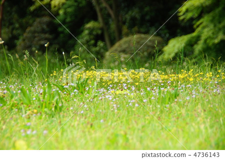 May Nagana · Asteraceae 05 May Nagana · Asteraceae 05 4736143