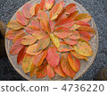 Circular fallen leaves 4736220