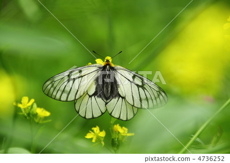 Ustiba白色棲息和強姦開花 4736252