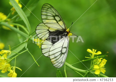 Ustiba白色棲息和強姦開花 Ustiba白色棲息和強姦開花 4736253