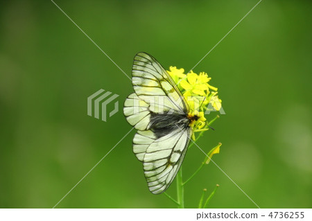 Ustiba白色棲息和強姦開花 4736255