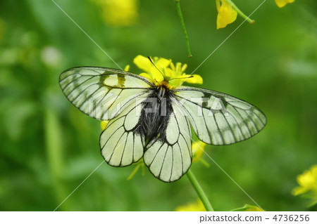 Ustiba白色棲息和強姦開花 4736256