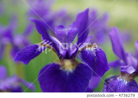 Maruko河的虹膜 4736279