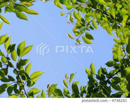 New green frame 4736281