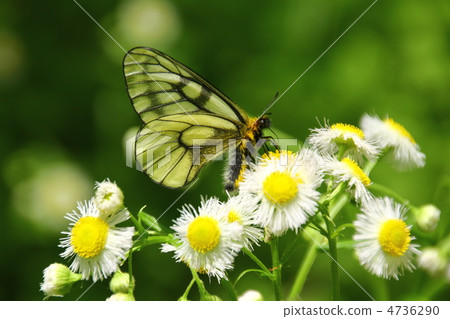 Usu biloba和Haldion 4736290