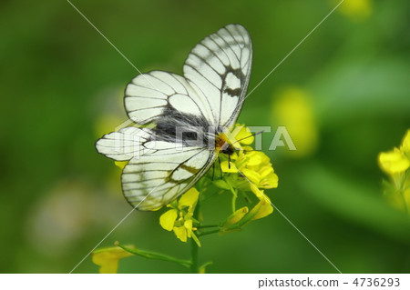 Ustiba白色棲息和強姦開花 4736293