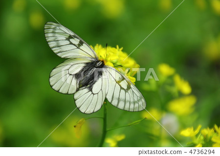 Ustiba白色棲息和強姦開花 Ustiba白色棲息和強姦開花 4736294