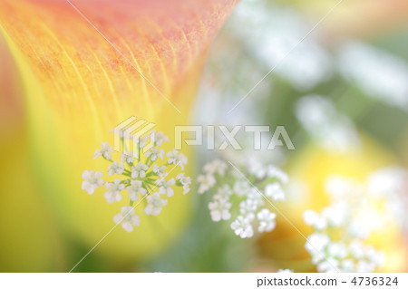 White lace flower that makes flowers stand out around White lace flower that makes flowers stand out around 4736324