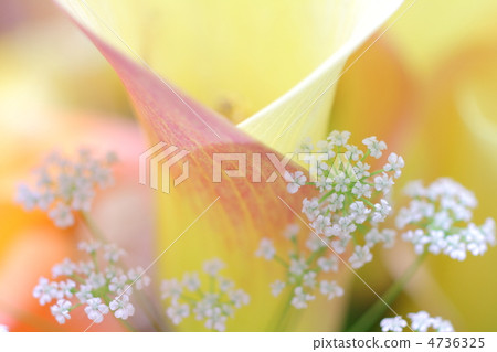 White lace flower that makes flowers stand out around White lace flower that makes flowers stand out around 4736325