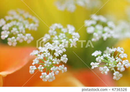 圖庫照片: 蕾絲花朵 阿米芹 開花