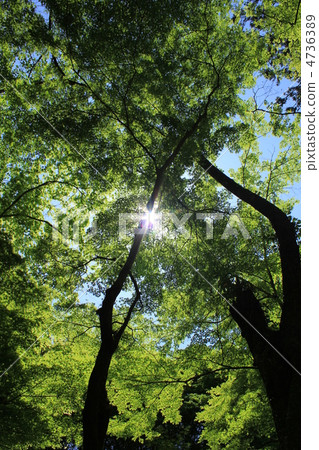 Konami河新綠色 4736389