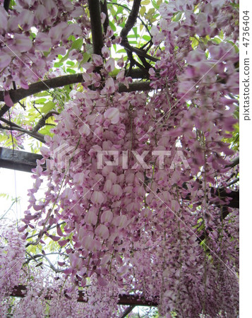 富士盛開 富士盛開 4736404