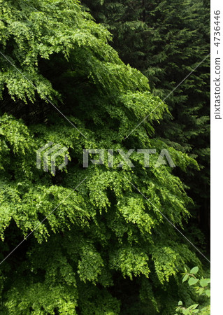 楓樹大樹 4736446