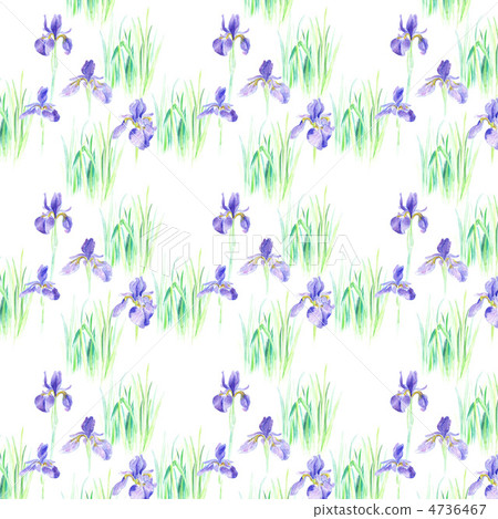 Ayame watercolor illustration Ayame watercolor illustration 4736467