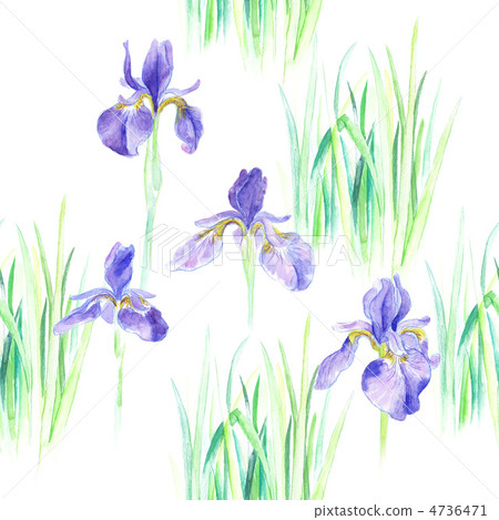 Ayame watercolor illustration Ayame watercolor illustration 4736471