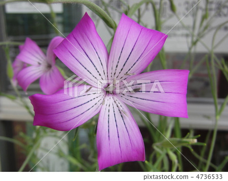 Muginadesico Muginadesico 4736533