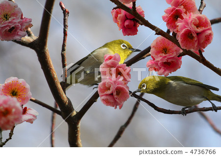 Plum and mezzo 4736766