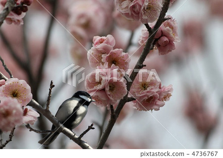 Plum and tits 4736767