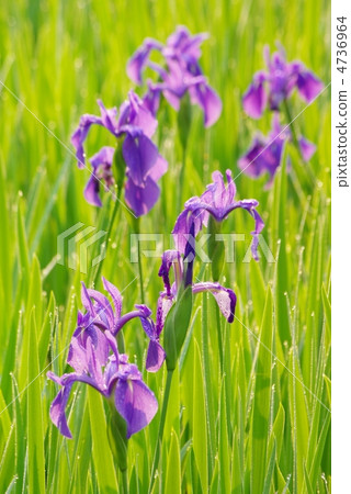 柿子 柿子 4736964