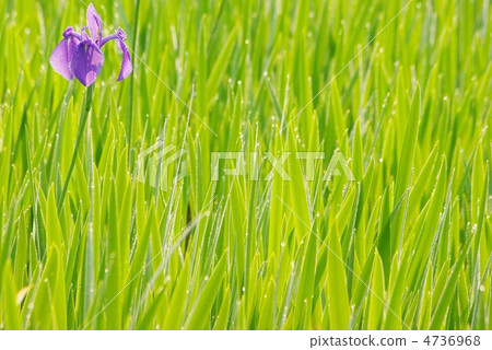 野生寶藏 4736968