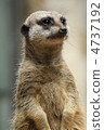 meerkat  4737192