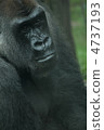 Gorilla 4737193
