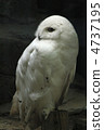 owl   4737195