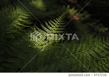 Ryoumenshida 4737238