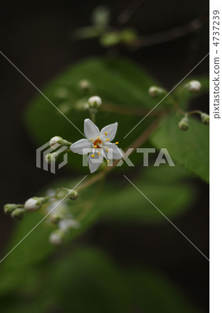 Marubautsugi 4737239