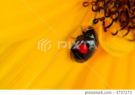 Ladybug and sunflower Ladybug and sunflower 4737273