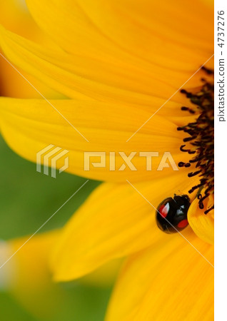 瓢蟲和向日葵 4737276