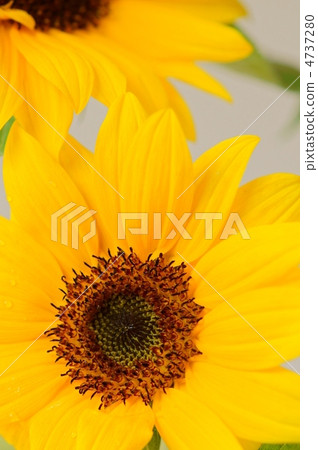 向日葵 4737280
