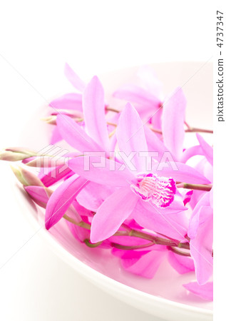 在板材的紫色蘭花 4737347
